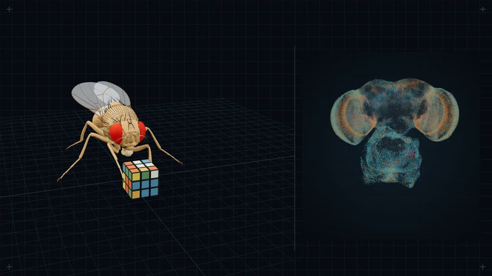 The Rubik’s Cube fly project preview